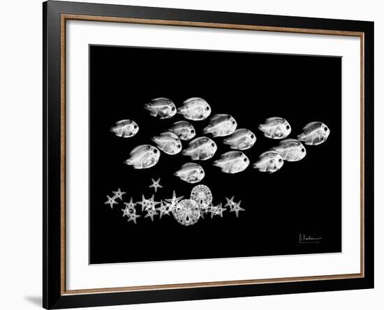 Back to School Xray-Albert Koetsier-Framed Art Print