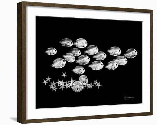 Back to School Xray-Albert Koetsier-Framed Art Print