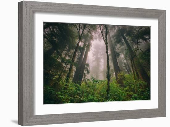 Back to the Trees, California Coastal Redwoods-null-Framed Photographic Print