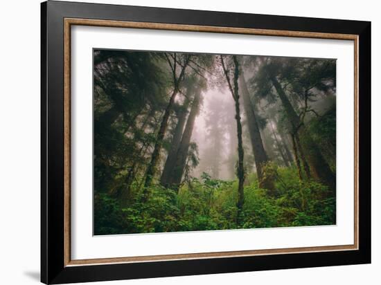 Back to the Trees, California Coastal Redwoods-null-Framed Photographic Print