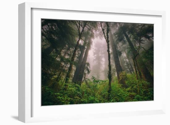 Back to the Trees, California Coastal Redwoods-null-Framed Photographic Print