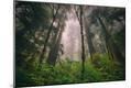 Photographic Print