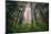 Back to the Trees, California Coastal Redwoods-null-Mounted Photographic Print