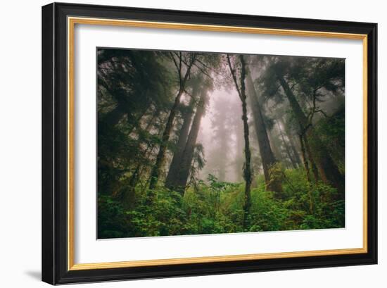 Back to the Trees, California Coastal Redwoods-null-Framed Photographic Print