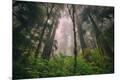 Photographic Print