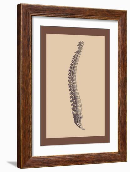 Backbone-Andreas Vesalius-Framed Art Print