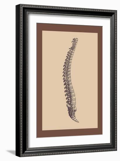 Backbone-Andreas Vesalius-Framed Art Print