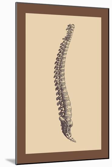 Backbone-Andreas Vesalius-Mounted Art Print