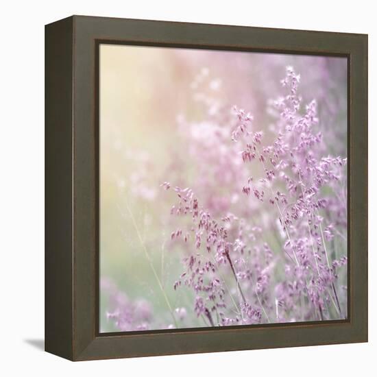 Background of Beautiful Lavender Color Flower Field-Anna Omelchenko-Framed Premier Image Canvas