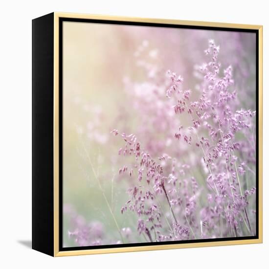 Background of Beautiful Lavender Color Flower Field-Anna Omelchenko-Framed Premier Image Canvas