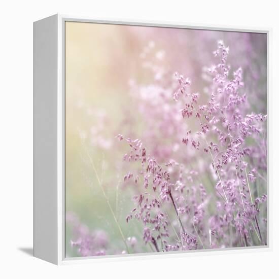 Background of Beautiful Lavender Color Flower Field-Anna Omelchenko-Framed Premier Image Canvas