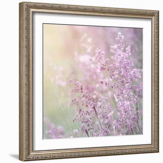 Background of Beautiful Lavender Color Flower Field-Anna Omelchenko-Framed Photographic Print