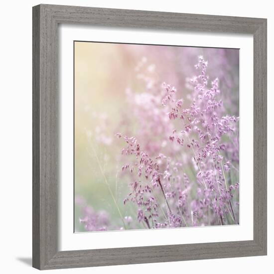 Background of Beautiful Lavender Color Flower Field-Anna Omelchenko-Framed Photographic Print