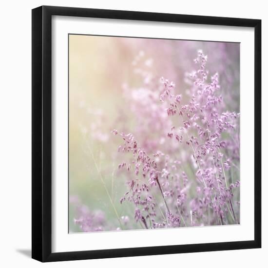 Background of Beautiful Lavender Color Flower Field-Anna Omelchenko-Framed Photographic Print