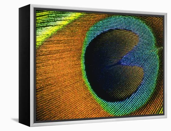 Background Peacock Feather-null-Framed Premier Image Canvas