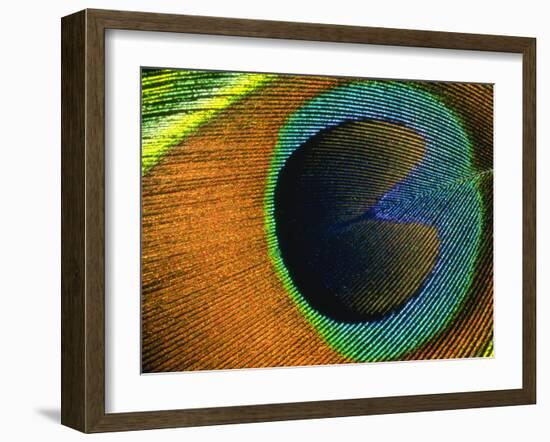 Background Peacock Feather-null-Framed Photographic Print