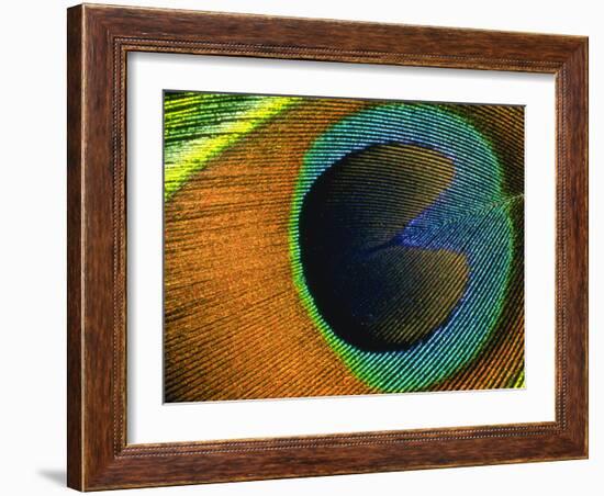 Background Peacock Feather-null-Framed Photographic Print