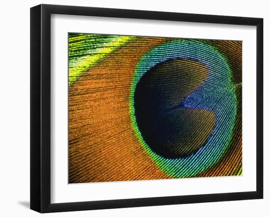 Background Peacock Feather-null-Framed Photographic Print