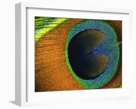 Background Peacock Feather-null-Framed Photographic Print
