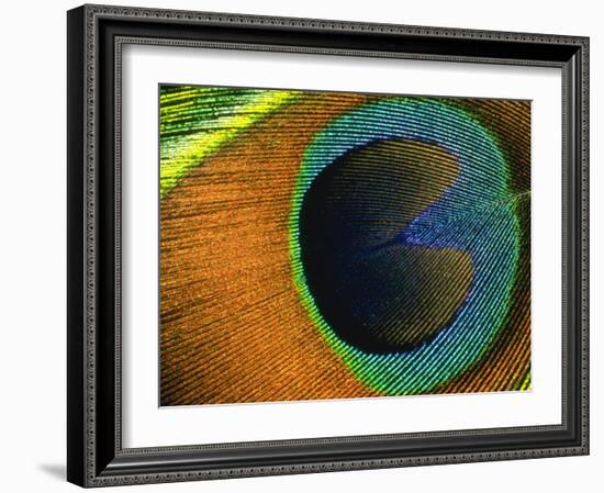 Background Peacock Feather-null-Framed Photographic Print