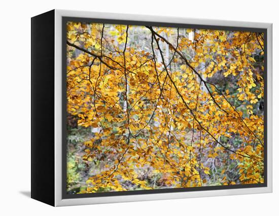 Backlit Autumn Leaves in Strid Wood, Bolton Abbey, Yorkshire, England, United Kingdom, Europe-Mark Sunderland-Framed Premier Image Canvas