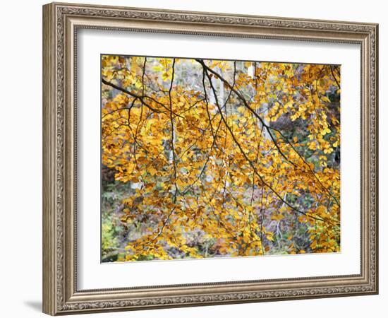 Backlit Autumn Leaves in Strid Wood, Bolton Abbey, Yorkshire, England, United Kingdom, Europe-Mark Sunderland-Framed Photographic Print