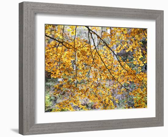 Backlit Autumn Leaves in Strid Wood, Bolton Abbey, Yorkshire, England, United Kingdom, Europe-Mark Sunderland-Framed Photographic Print