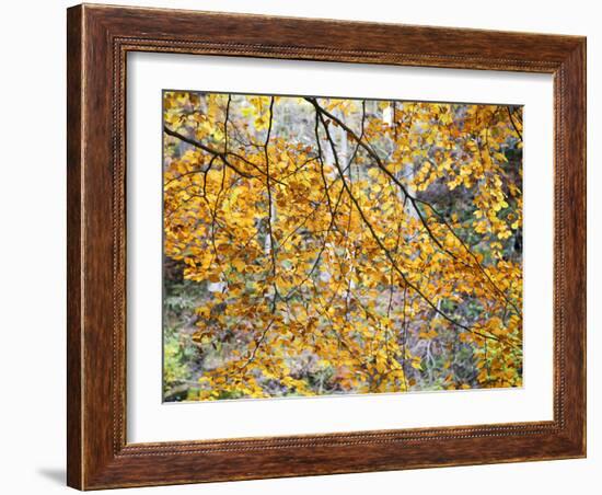 Backlit Autumn Leaves in Strid Wood, Bolton Abbey, Yorkshire, England, United Kingdom, Europe-Mark Sunderland-Framed Photographic Print