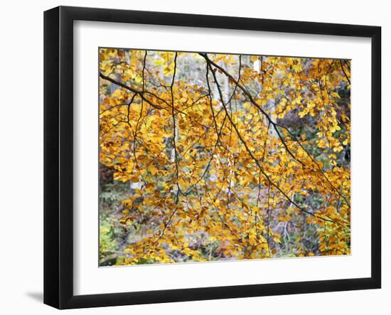 Backlit Autumn Leaves in Strid Wood, Bolton Abbey, Yorkshire, England, United Kingdom, Europe-Mark Sunderland-Framed Photographic Print