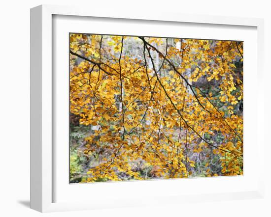 Backlit Autumn Leaves in Strid Wood, Bolton Abbey, Yorkshire, England, United Kingdom, Europe-Mark Sunderland-Framed Photographic Print