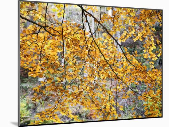 Backlit Autumn Leaves in Strid Wood, Bolton Abbey, Yorkshire, England, United Kingdom, Europe-Mark Sunderland-Mounted Photographic Print