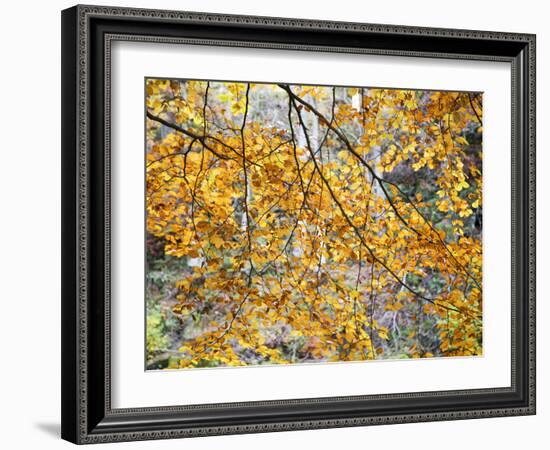 Backlit Autumn Leaves in Strid Wood, Bolton Abbey, Yorkshire, England, United Kingdom, Europe-Mark Sunderland-Framed Photographic Print