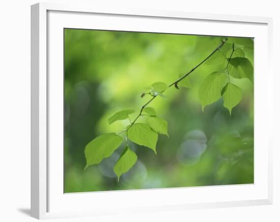 Backlit Beech Leaves-Lee Frost-Framed Photographic Print