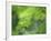 Backlit Beech Leaves-Lee Frost-Framed Photographic Print