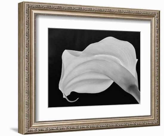 Backlit Calla Lily-John Ford-Framed Photographic Print