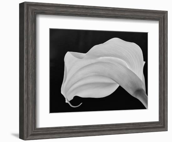 Backlit Calla Lily-John Ford-Framed Photographic Print