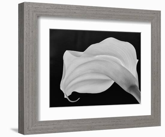 Backlit Calla Lily-John Ford-Framed Photographic Print