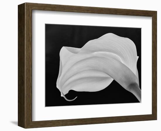 Backlit Calla Lily-John Ford-Framed Photographic Print