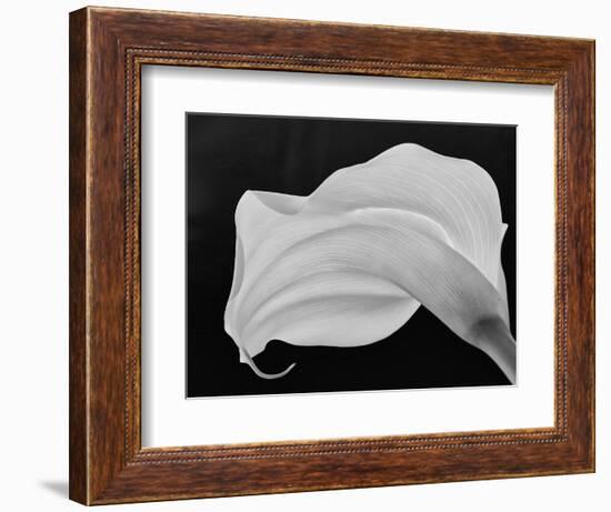 Backlit Calla Lily-John Ford-Framed Photographic Print