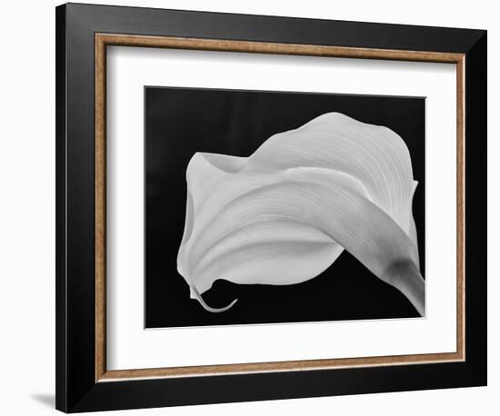 Backlit Calla Lily-John Ford-Framed Photographic Print