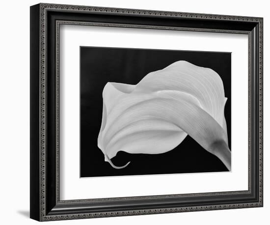 Backlit Calla Lily-John Ford-Framed Photographic Print