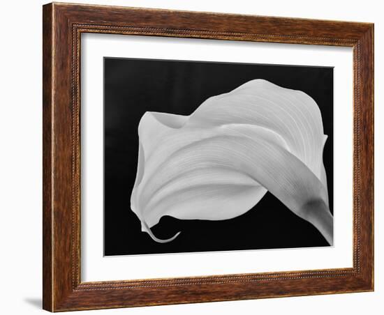 Backlit Calla Lily-John Ford-Framed Photographic Print