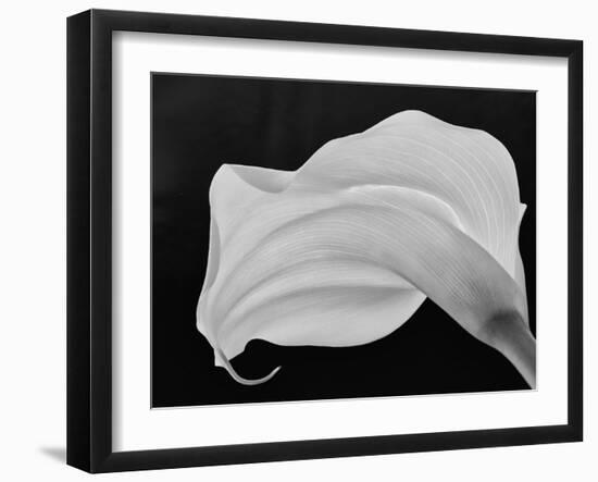 Backlit Calla Lily-John Ford-Framed Photographic Print