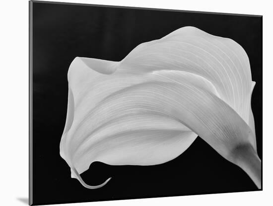 Backlit Calla Lily-John Ford-Mounted Photographic Print