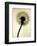 Backlit Dandelion-Jenny Kraft-Framed Art Print