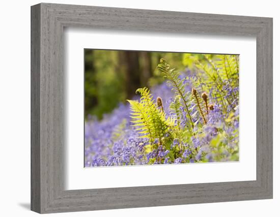 Backlit fern among bluebells, Lanhydrock, Cornwall, UK-Ross Hoddinott-Framed Photographic Print