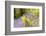 Backlit fern among bluebells, Lanhydrock, Cornwall, UK-Ross Hoddinott-Framed Photographic Print