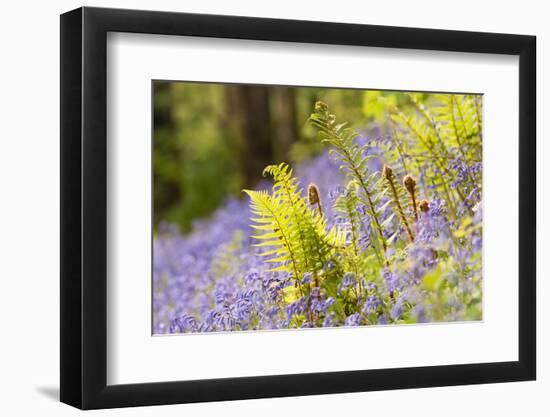 Backlit fern among bluebells, Lanhydrock, Cornwall, UK-Ross Hoddinott-Framed Photographic Print