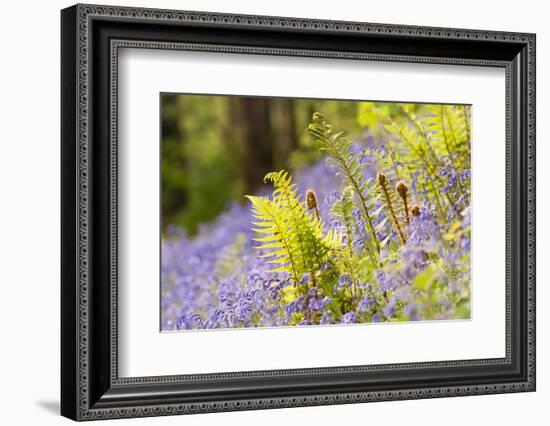 Backlit fern among bluebells, Lanhydrock, Cornwall, UK-Ross Hoddinott-Framed Photographic Print