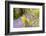 Backlit fern among bluebells, Lanhydrock, Cornwall, UK-Ross Hoddinott-Framed Photographic Print